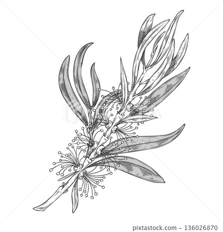 Tea tree branch with flowers sketch, engraved hand drawn vector essential herb, aroma plant, Melaleuca alternifolia 136026870