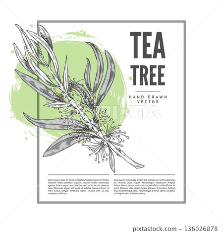 Tea tree branch with leaves and flowers sketch, vector label design, hand drawn engraved essential herb, aroma plant Tea tree branch with leaves and flowers sketch, vector label design, hand drawn engraved essential herb, aroma plant 136026878