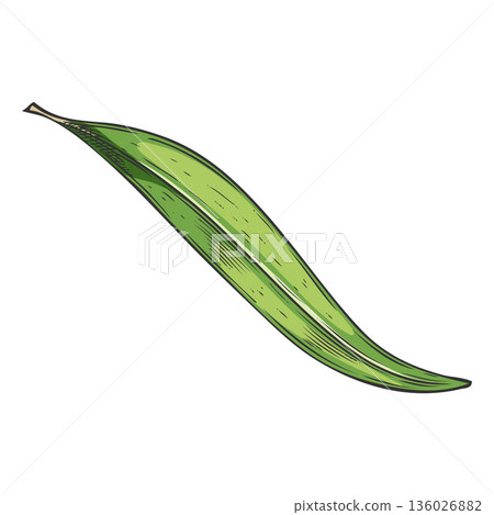 Tea tree one green leaf sketch, hand drawn vector essential herb, medicinal aroma plant, tea drink ingredient 136026882