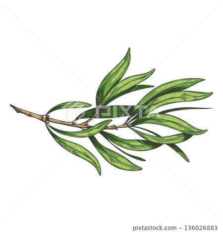 Tea tree twig with leaves sketch, essential herb medicinal aroma plant, tea drink fragrance ingredient vector hand drawn Tea tree twig with leaves sketch, essential herb medicinal aroma plant, tea drink fragrance ingredient vector hand drawn 136026883