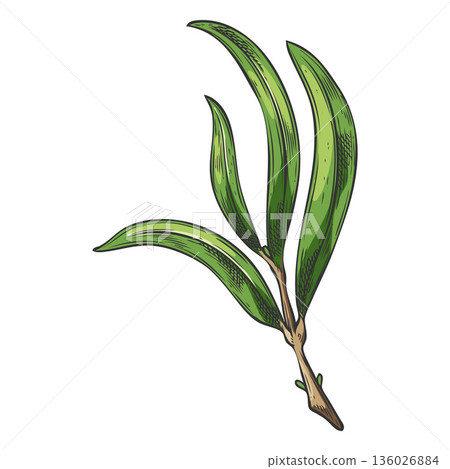 Tea tree twig with leaves sketch, vector hand drawn essential herb medicinal aroma plant, tea drink fragrance ingredient Tea tree twig with leaves sketch, vector hand drawn essential herb medicinal aroma plant, tea drink fragrance ingredient 136026884