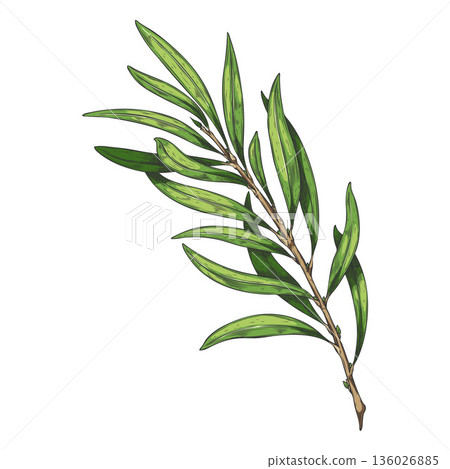 Tea tree branch with leaves sketch, hand drawn vector essential herb, medicinal aroma plant, tea drink ingredient Tea tree branch with leaves sketch, hand drawn vector essential herb, medicinal aroma plant, tea drink ingredient 136026885
