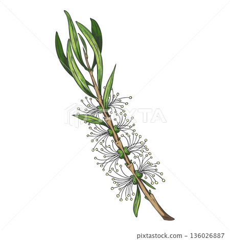 Tea tree branch with leaves and flowers sketch, hand drawn essential herb, medicinal aroma plant vector illustration Tea tree branch with leaves and flowers sketch, hand drawn essential herb, medicinal aroma plant vector illustration 136026887