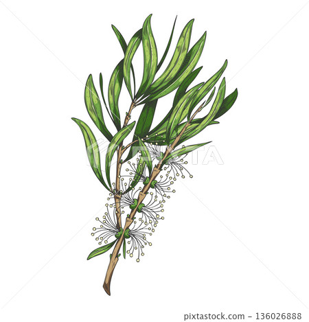 Melaleuca flowering branch. Organic tropical plant, hand-drawn watercolor. Melaleuca flowering branch. Organic tropical plant, hand-drawn watercolor. 136026888