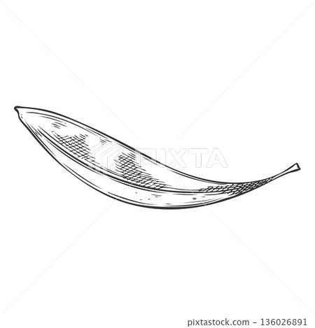 Tea tree leaf, Melaleuca, hand-drawn pencil sketch. Tea tree leaf, Melaleuca, hand-drawn pencil sketch. 136026891