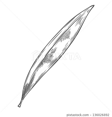 Tea tree one leaf sketch, engraved hand drawn vector illustration, essential herb, aroma plant tea drink ingredient Tea tree one leaf sketch, engraved hand drawn vector illustration, essential herb, aroma plant tea drink ingredient 136026892