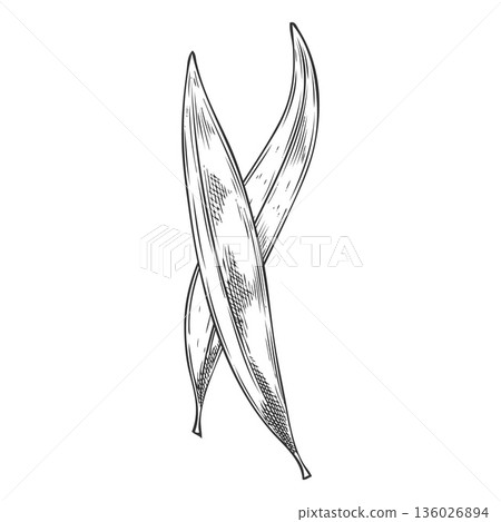A monochrome hand-drawn sketch of two tea tree leaves. A monochrome hand-drawn sketch of two tea tree leaves. 136026894