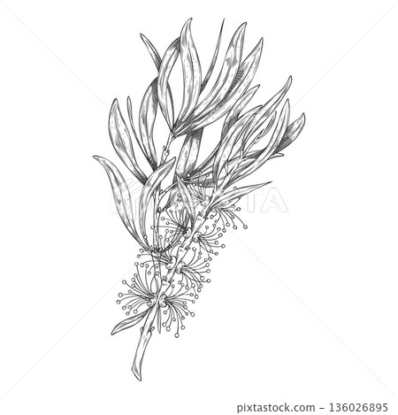 Tea tree branch with leaves and flowers sketch, engraved hand drawn vector essential herb, medicinal aroma plant 136026895