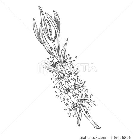 Hand-drawn sketch of a tea tree branch with leaves and flowers. 136026896