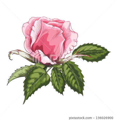 Pink vintage rose bud with green leaves, hand-drawn watercolor style. Pink vintage rose bud with green leaves, hand-drawn watercolor style. 136026900