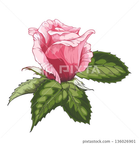 Sketch of a blooming pink rose, vintage rose flower bud with leaves, vector hand drawn blossom nature design element Sketch of a blooming pink rose, vintage rose flower bud with leaves, vector hand drawn blossom nature design element 136026901