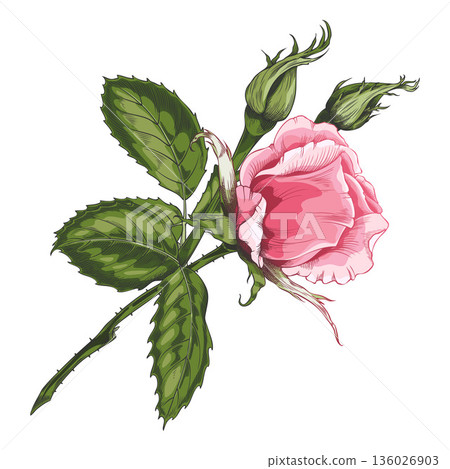 Sketch of a blooming pink rose, vintage rose flower, buds and leaves on stem, blossom nature hand drawn vector design 136026903