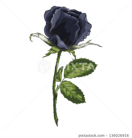 Sketch of a blooming black rose, vintage rose flower bud and leaves on branch, vector hand drawn blossom nature design Sketch of a blooming black rose, vintage rose flower bud and leaves on branch, vector hand drawn blossom nature design 136026916