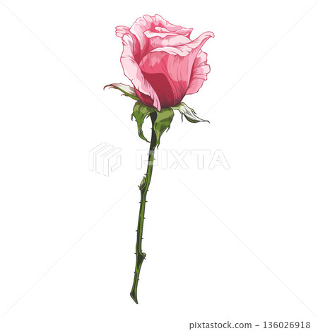 Vintage hand-drawn watercolor rose, pink flower on a stem. 136026918