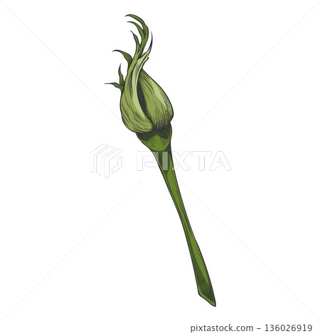 Sketch of a rose bud, vintage unblown rose flower on stem, hand drawn garden nature green plant vector design element 136026919
