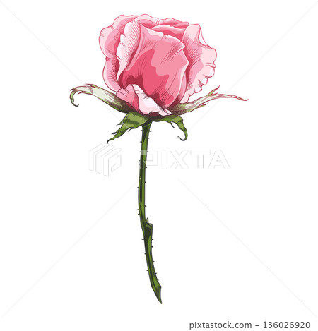 Vintage pink rose bud on a stem, hand-engraved style. Vintage pink rose bud on a stem, hand-engraved style. 136026920
