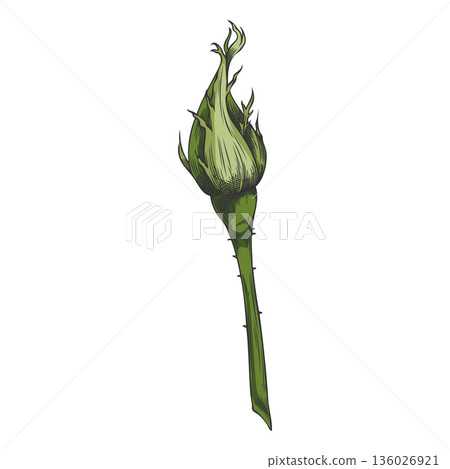 Sketch of a rose bud, vintage unblown rose flower on stem, vector hand drawn garden nature design element 136026921