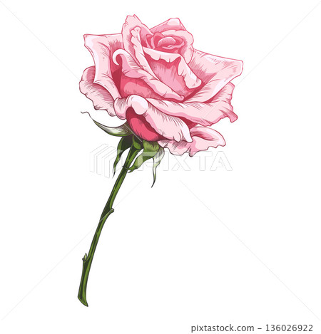 Sketch of a blooming pink rose, vintage rose flower bud on branch, vector hand drawn blossom nature design element 136026922