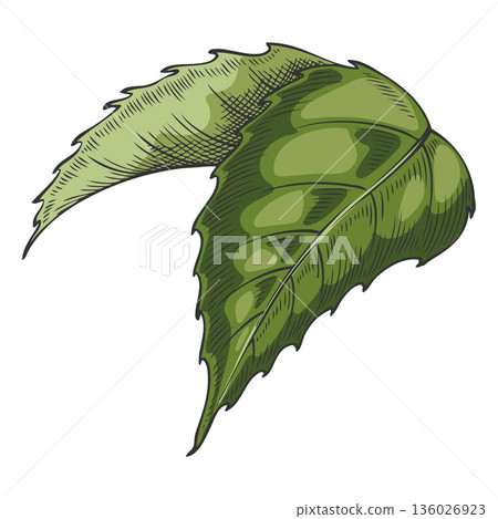 Green leaves, roses, hand-drawn in engraved style, in color. Green leaves, roses, hand-drawn in engraved style, in color. 136026923