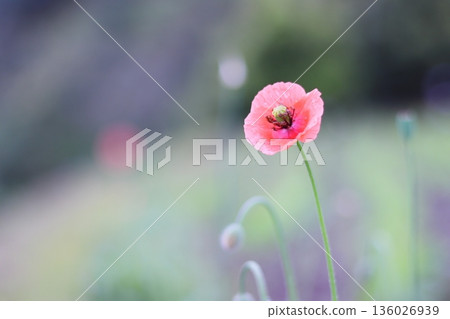 Beautiful poppy flowers wet with rain Beautiful poppy flowers wet with rain 136026939