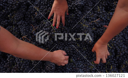 Red grapes selection 136027121