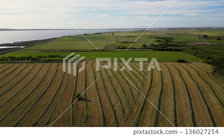 Aerial view of cultivated fields Aerial view of cultivated fields 136027254