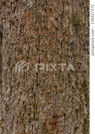 A detailed close-up of rough tree bark showing natural texture, patterns, and cracks. Ideal for backgrounds, nature themes, or design elements. 136027372