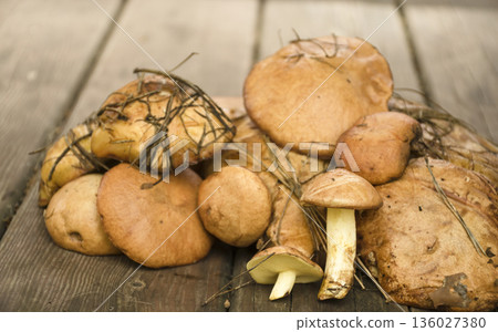 Fresh slippery jacks: Heap of tasty and healthy mushrooms on a wooden table. Natural product, rich in vitamins. Ideal for recipes. 136027380