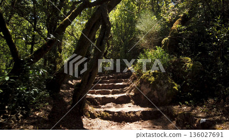 Sunlit Stone Stairs Ascending Through a Dense Green Forest Sunlit Stone Stairs Ascending Through a Dense Green Forest 136027691