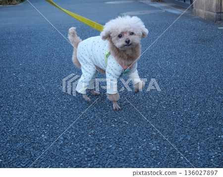 Dog walking Dog walking 136027897