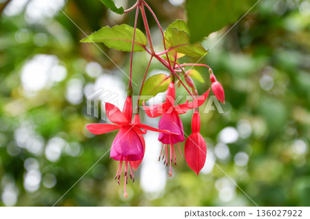 Fuchsia 'Bonanza' 136027922