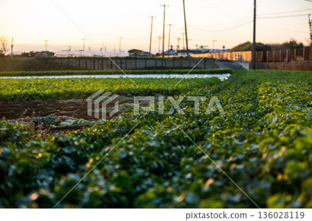三浦半島城島燈塔 136028119
