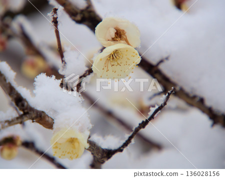 一月寒冷的雪天裡,美麗的白色梅花盛開。 一月寒冷的雪天裡,美麗的白色梅花盛開。 136028156