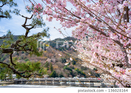 京都嵐山渡月橋上的櫻花盛開 京都嵐山渡月橋上的櫻花盛開 136028164