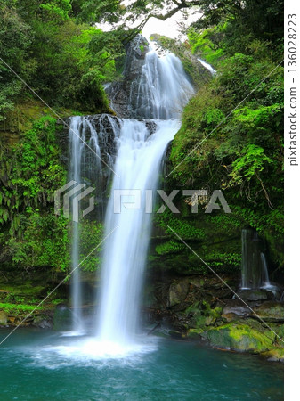 Jion Falls in fresh greenery (Kusu Town, Oita Prefecture, vertical composition) 136028223