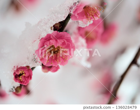 Beautiful red plum blossoms, "Yaekankou" (double winter red plum), blooming in the cold, snowy January. Beautiful red plum blossoms, "Yaekankou" (double winter red plum), blooming in the cold, snowy January. 136028479