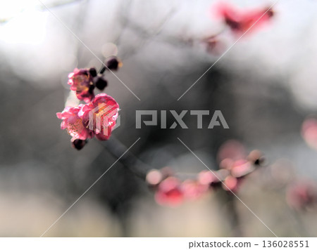 在陽光明媚的一月天,美麗的紅梅花“八重冠”盛開。 在陽光明媚的一月天,美麗的紅梅花“八重冠”盛開。 136028551