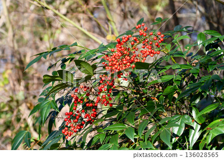 南天竹(Nandina) 南天竹(Nandina) 136028565