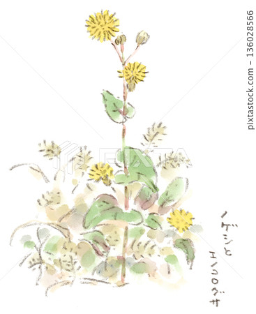 冬日田野中盛開的野豌豆水彩插圖 136028566