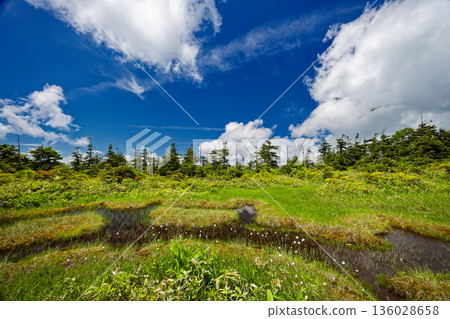 A wetland with blooming cottongrass between Mount Aizu-Komagatake and Otsugi Pass A wetland with blooming cottongrass between Mount Aizu-Komagatake and Otsugi Pass 136028658