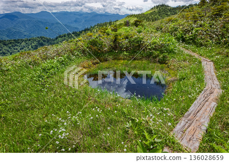 A wetland with blooming cottongrass between Mount Aizu-Komagatake and Otsugi Pass A wetland with blooming cottongrass between Mount Aizu-Komagatake and Otsugi Pass 136028659
