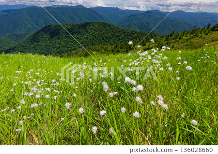 Cotton grass plain between Aizu-Komagatake and Otsugi Pass Cotton grass plain between Aizu-Komagatake and Otsugi Pass 136028660