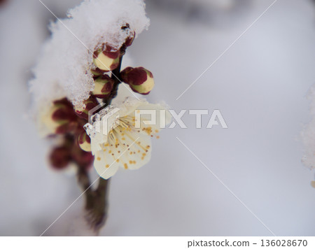 一月雪夜裡盛開的美麗白色梅花,宛如「冬至」。 一月雪夜裡盛開的美麗白色梅花,宛如「冬至」。 136028670