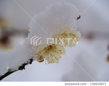 Beautiful white plum blossoms blooming in snowy January "Winter Solstice" Beautiful white plum blossoms blooming in snowy January "Winter Solstice" 136028671