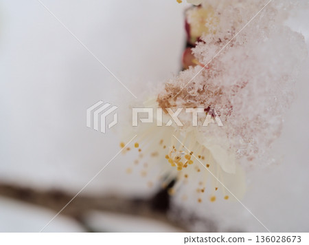 一月雪夜裡盛開的美麗白色梅花，宛如「冬至」。 136028673