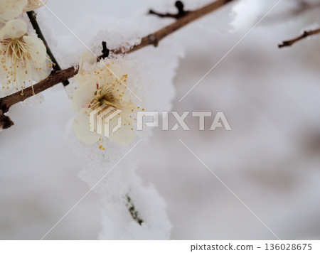 一月雪夜裡盛開的美麗白色梅花,宛如「冬至」。 一月雪夜裡盛開的美麗白色梅花,宛如「冬至」。 136028675