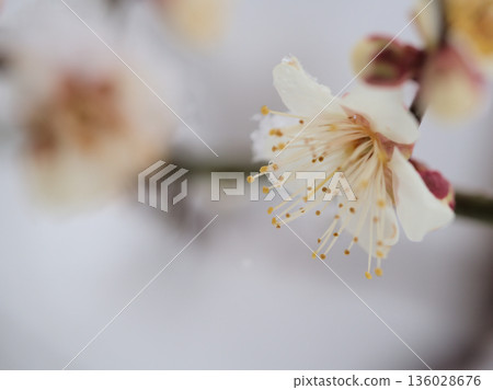 Beautiful white plum blossoms blooming in snowy January "Winter Solstice" Beautiful white plum blossoms blooming in snowy January "Winter Solstice" 136028676