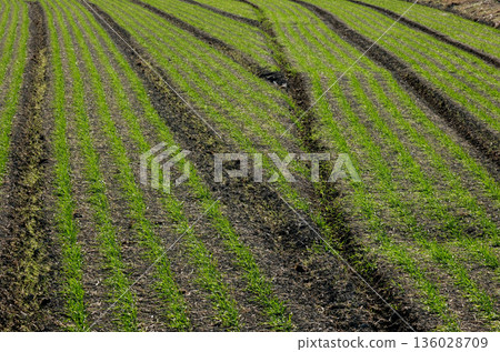 Wheat field with new buds in early spring Wheat field with new buds in early spring 136028709