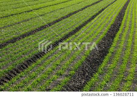 Wheat field with new buds in early spring Wheat field with new buds in early spring 136028711