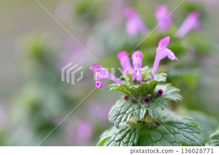 Hotokenosa花 136028771